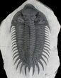 Huge Delocare (Saharops) Trilobite #24769-7